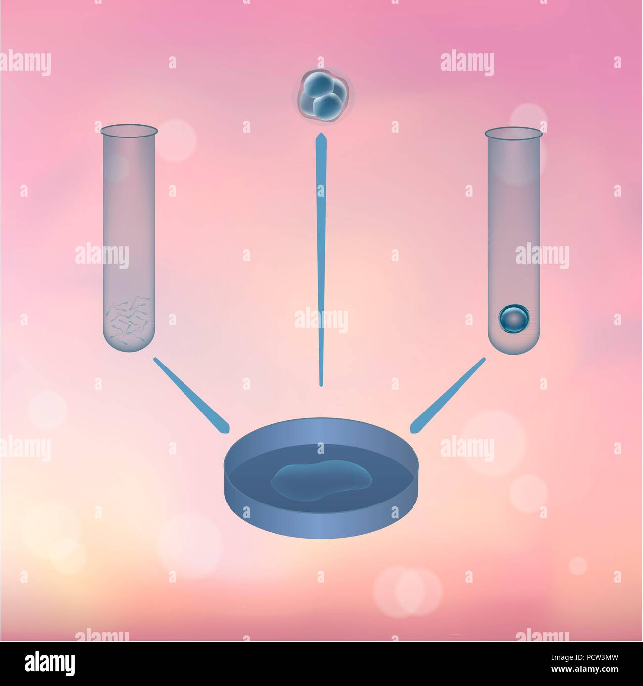 La fécondation in vitro (FIV), l'illustration. Banque D'Images