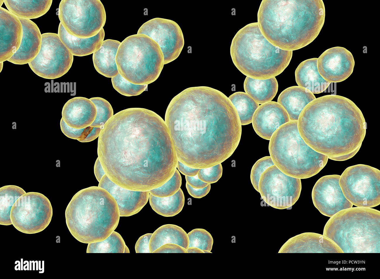 Moraxella (Branhamella) catarrhalis bactéries, illustration de  l'ordinateur. Ces sont aérobies, cocci à Gram négatif (bactéries  sphériques) qui sont généralement trouvés dans les muqueuses des voies  respiratoires de mammifères, y compris l'homme. Chez
