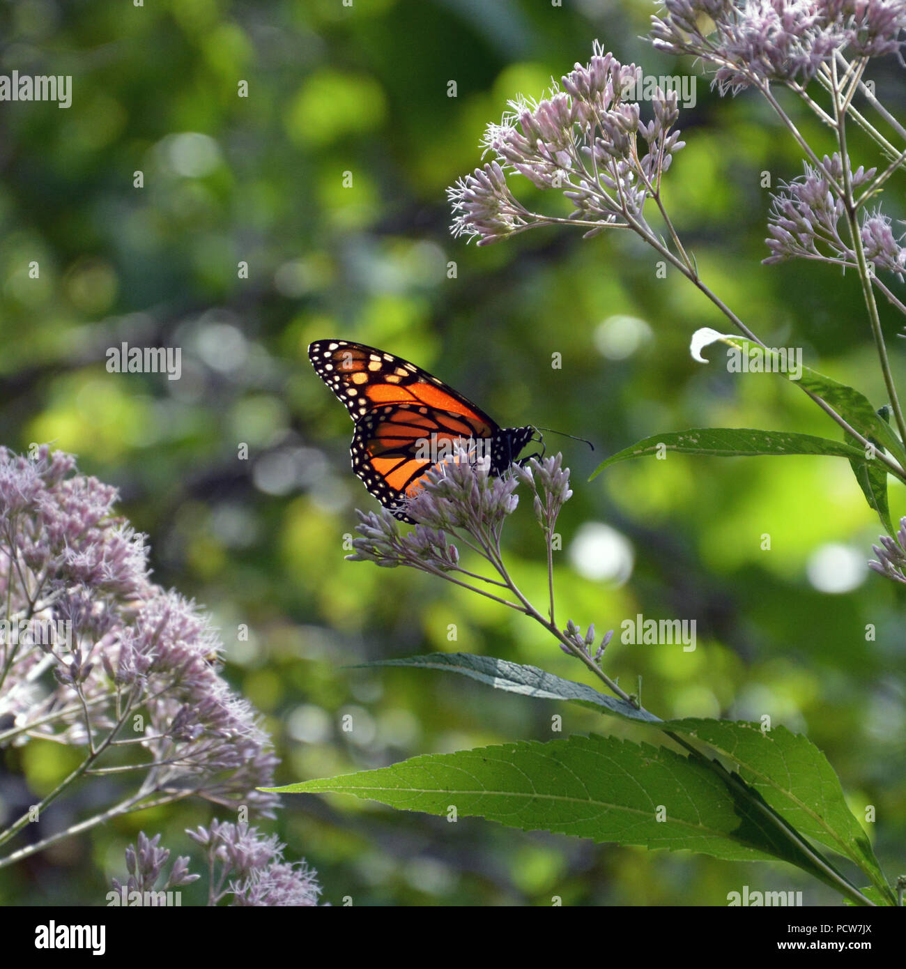 Papillon monarque dans l'habitat de fleurs sauvages à l'Alfred Caldwell Lily extérieure au Lincoln Park Zoo à Chicago. Banque D'Images