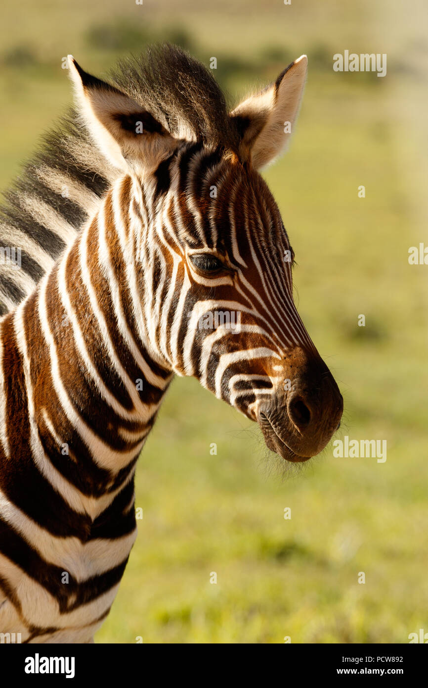 Bebe Zebre Seul Se Tenant Dans Le Domaine Photo Stock Alamy