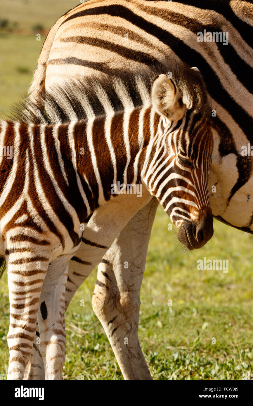 Bebe Zebre De Frotter Sa Tete Contre Sa Mere Dans Le Domaine Photo Stock Alamy