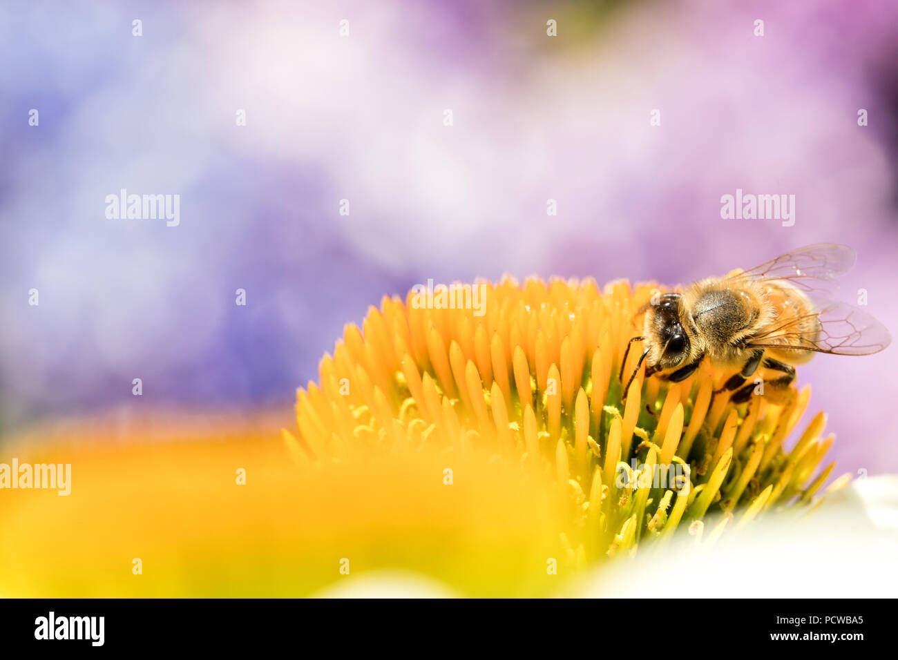 'Abeille à miel (Apis mellifera) sur l'échinacée Banque D'Images