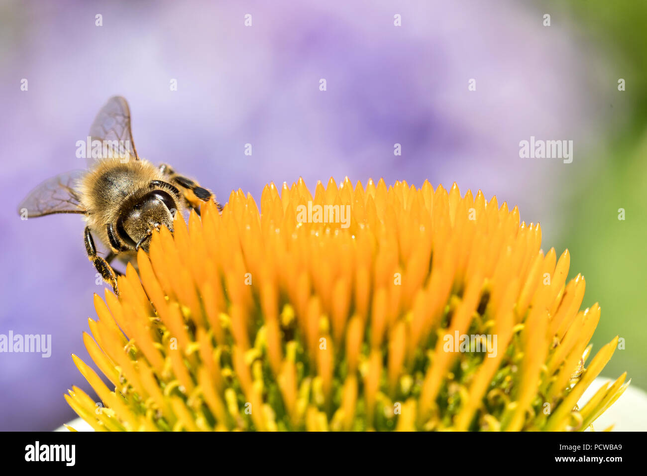 'Abeille à miel (Apis mellifera) sur l'échinacée Banque D'Images