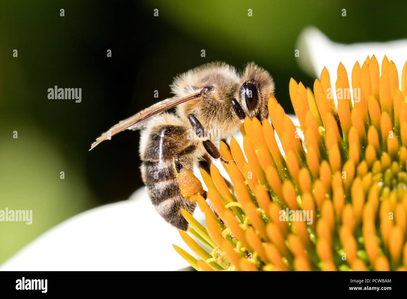 'Abeille à miel (Apis mellifera) sur l'échinacée Banque D'Images