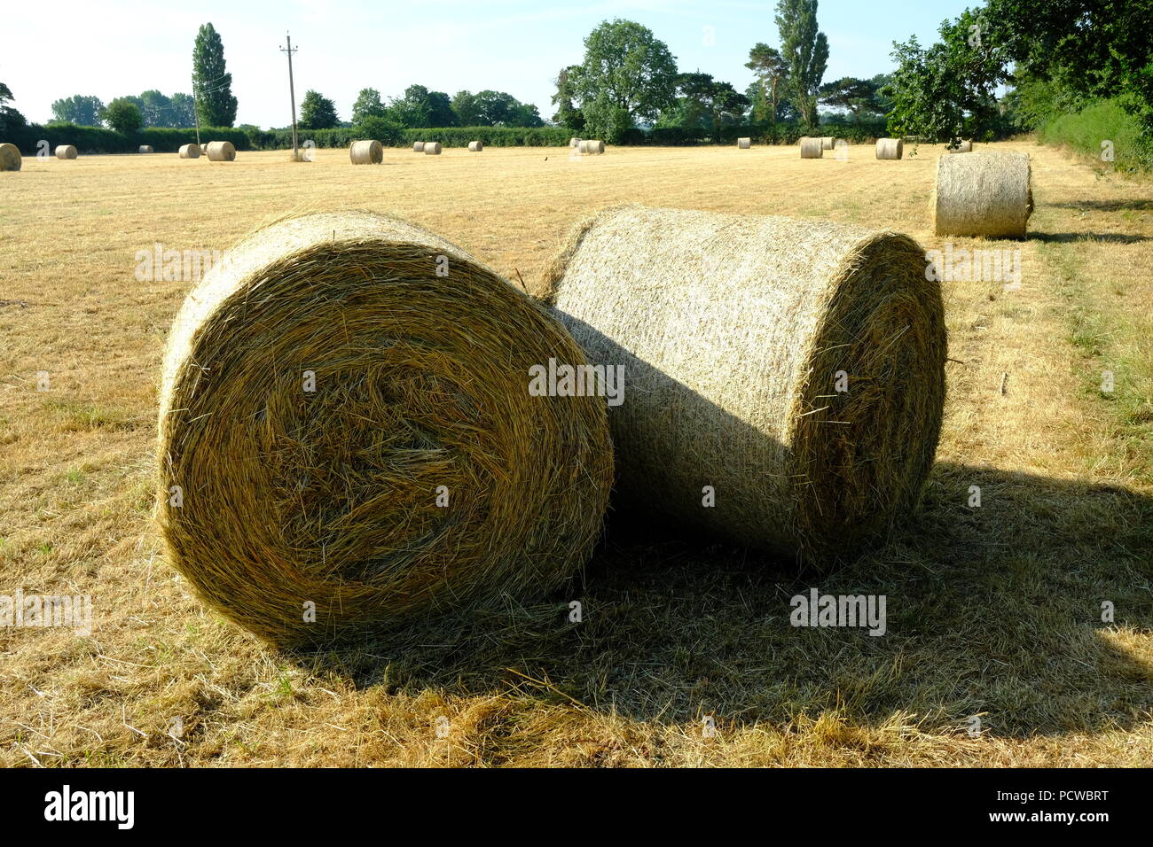 Récolte de foin, Cheshire, Angleterre, grosse balle, herbe coupée, alimentation de bétail, fourrage, rural, naturel, campagne, Agriculture, Agriculture, agricole, terres agricoles, Royaume-Uni, entreprise. Banque D'Images