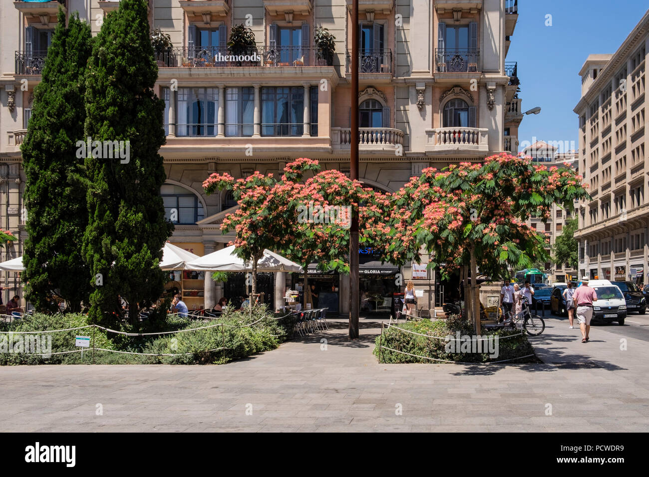 Plaza, carré, avec des arbres en fleurs,Plaça de Ramon Berenguer el Gran à Barcelone, Espagne Banque D'Images