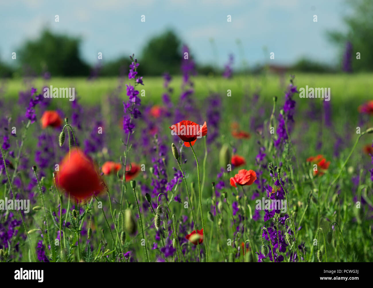 Fleur de pavot dans focus, entouré de plantes champ rouge et mauve avec des  fleurs en pleine floraison Photo Stock - Alamy