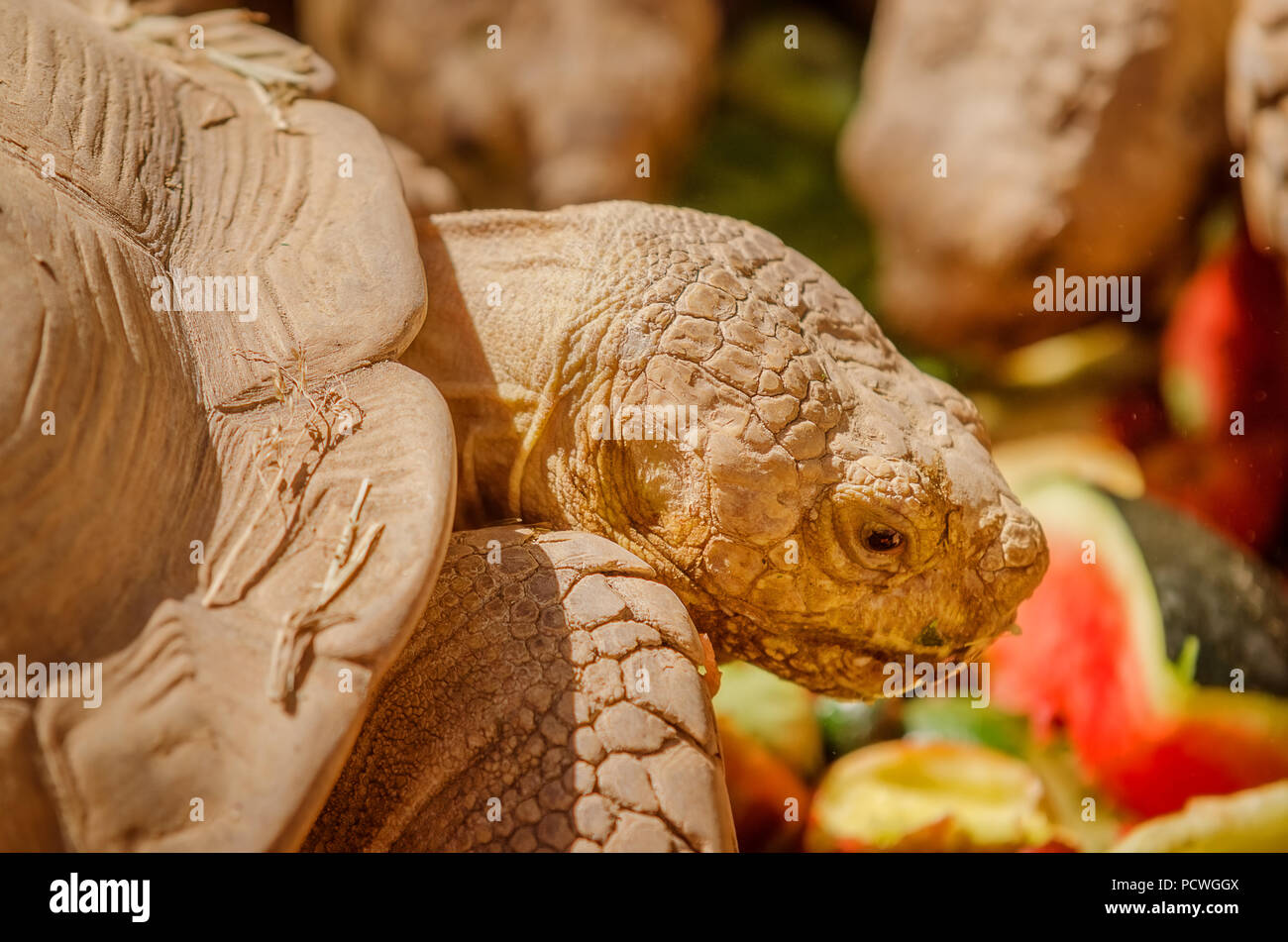 La tortue géante d'Aldabra (Aldabrachelys gigantea) à Al Ain zoo. Banque D'Images