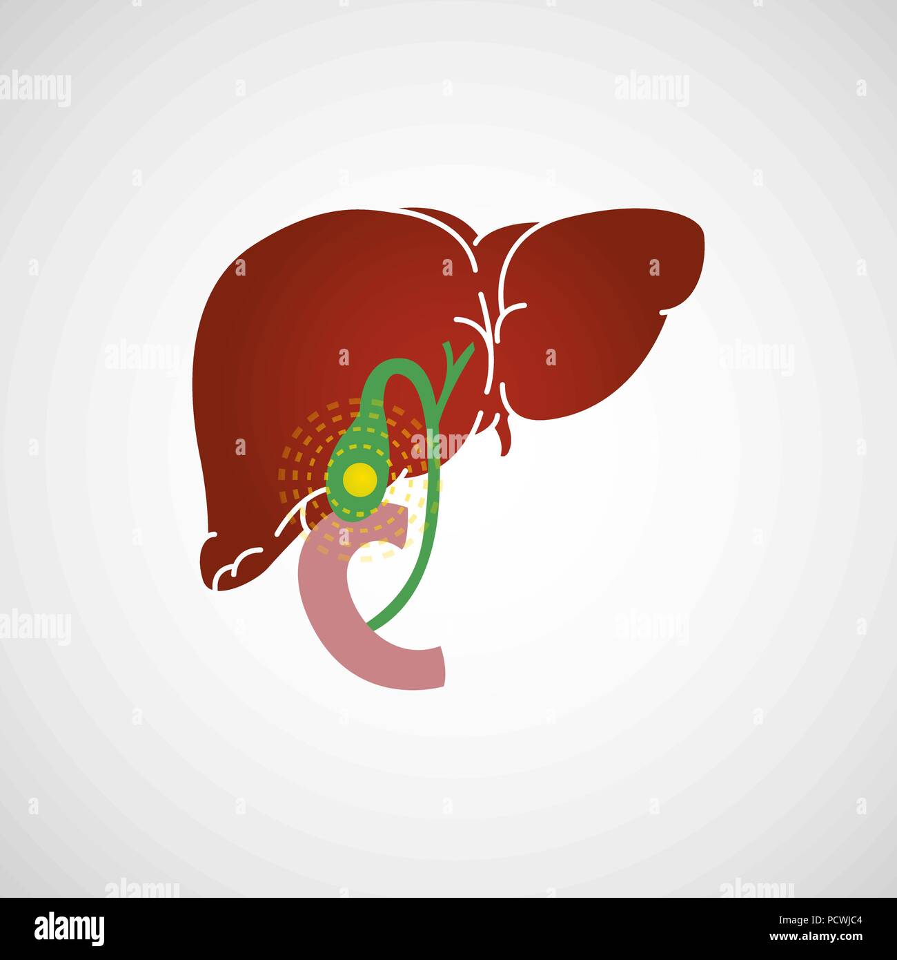 Logo vector illustration icône cholécystite. Illustration de Vecteur