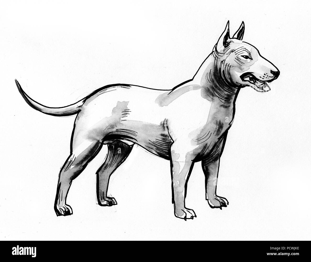 Pit Bull dog. Illustration noir et blanc Encre Banque D'Images