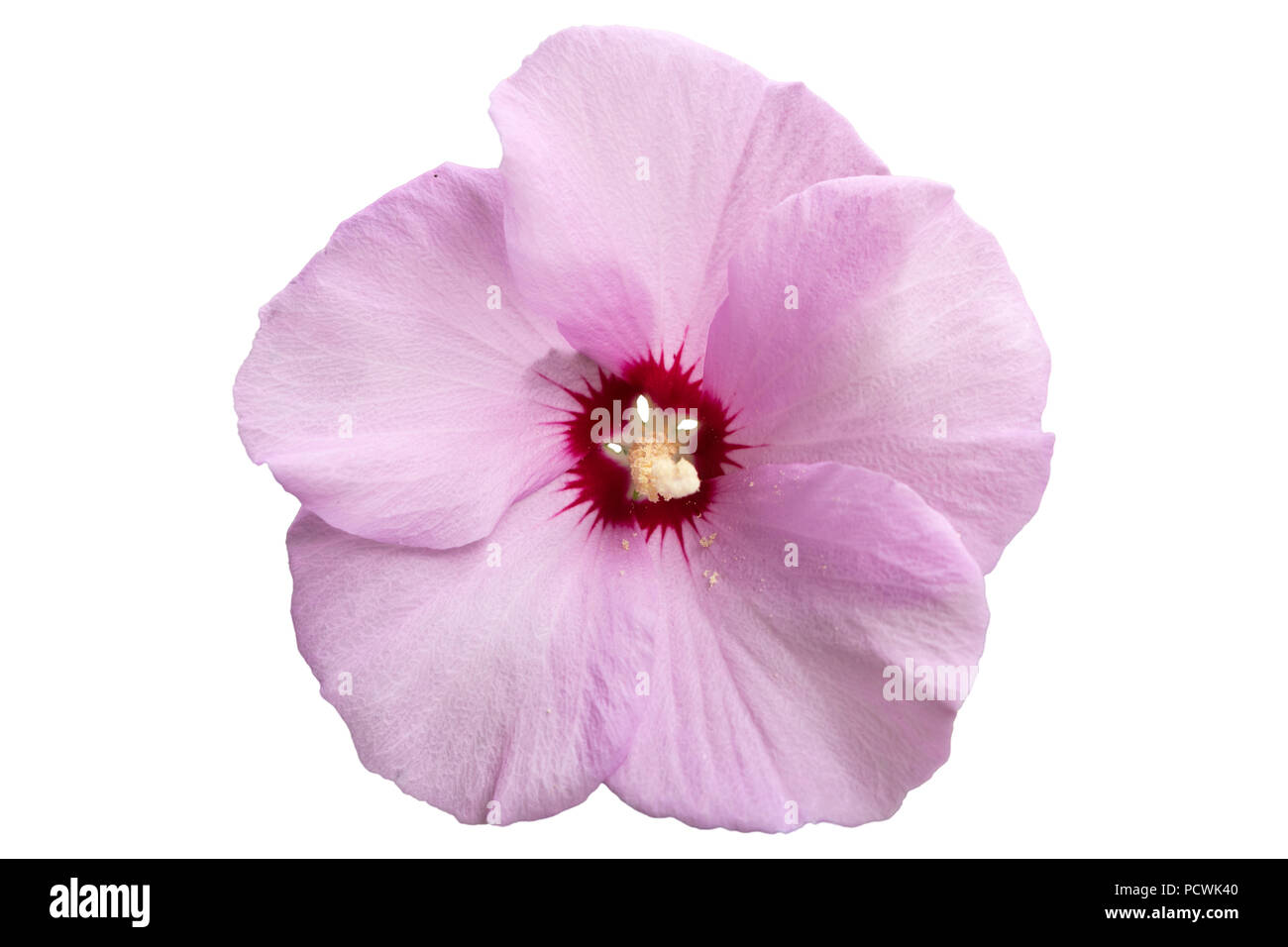 République ketmia rose pâle avec une profonde au centre rouge rose de Sharon 'Hamabo' Fleur isolé sur blanc. Banque D'Images