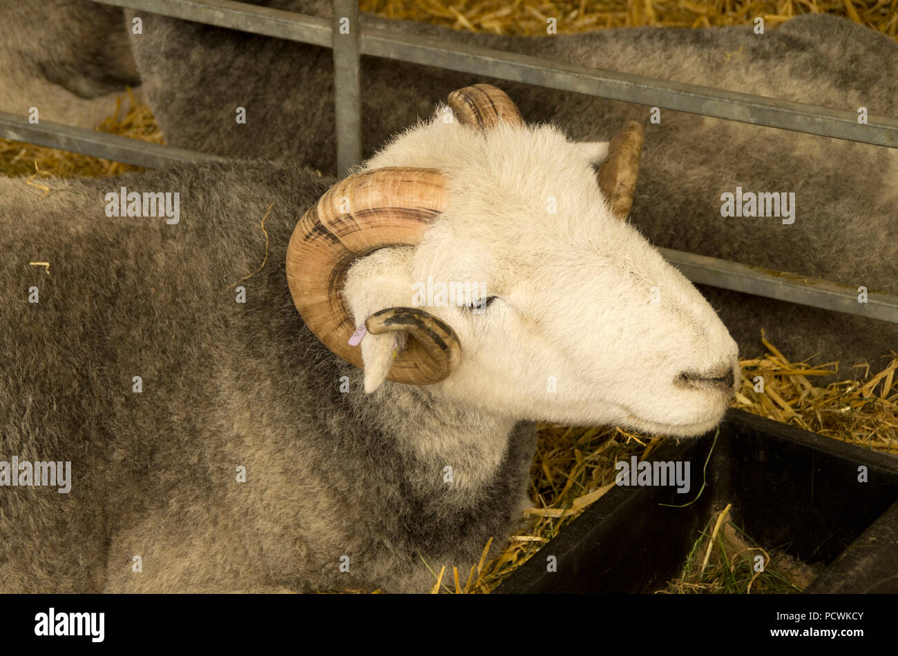 Au Great Tup Herdwick Yorkshire Show Banque D'Images