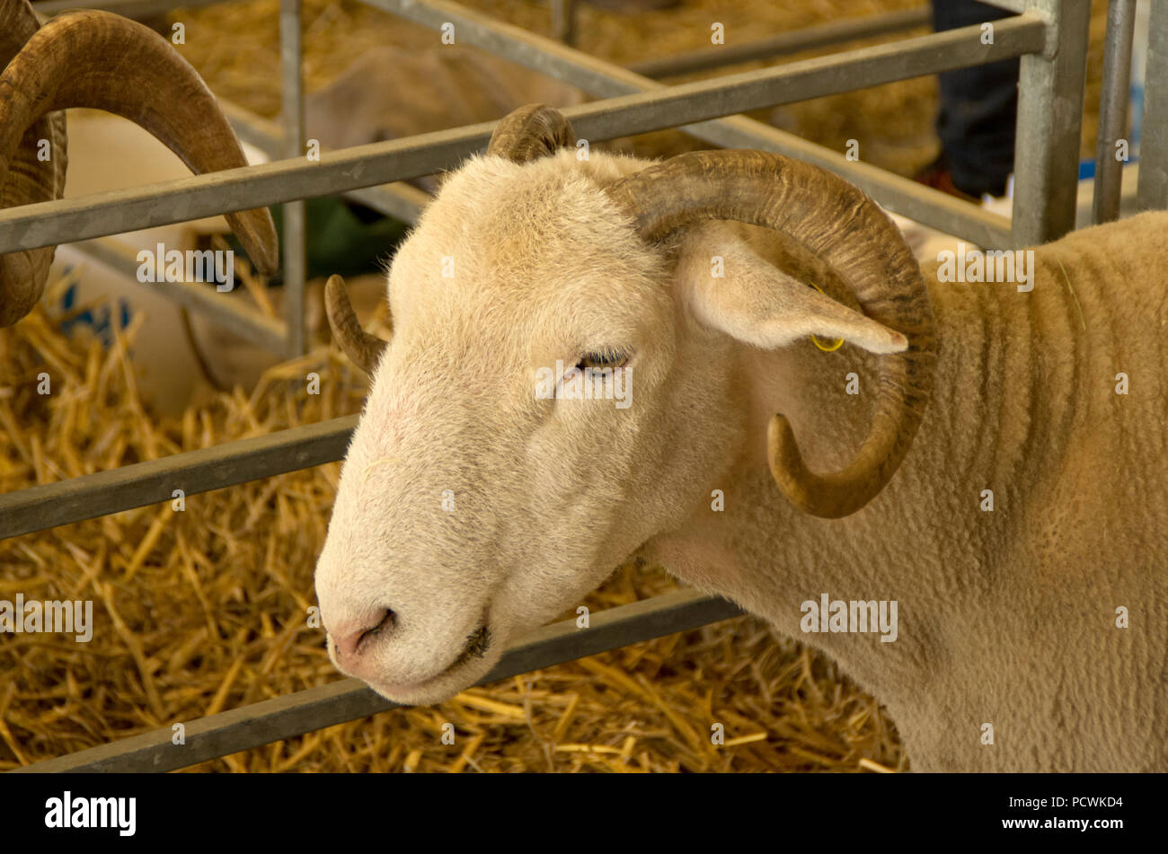 Face blanc mouton forestiers Banque D'Images