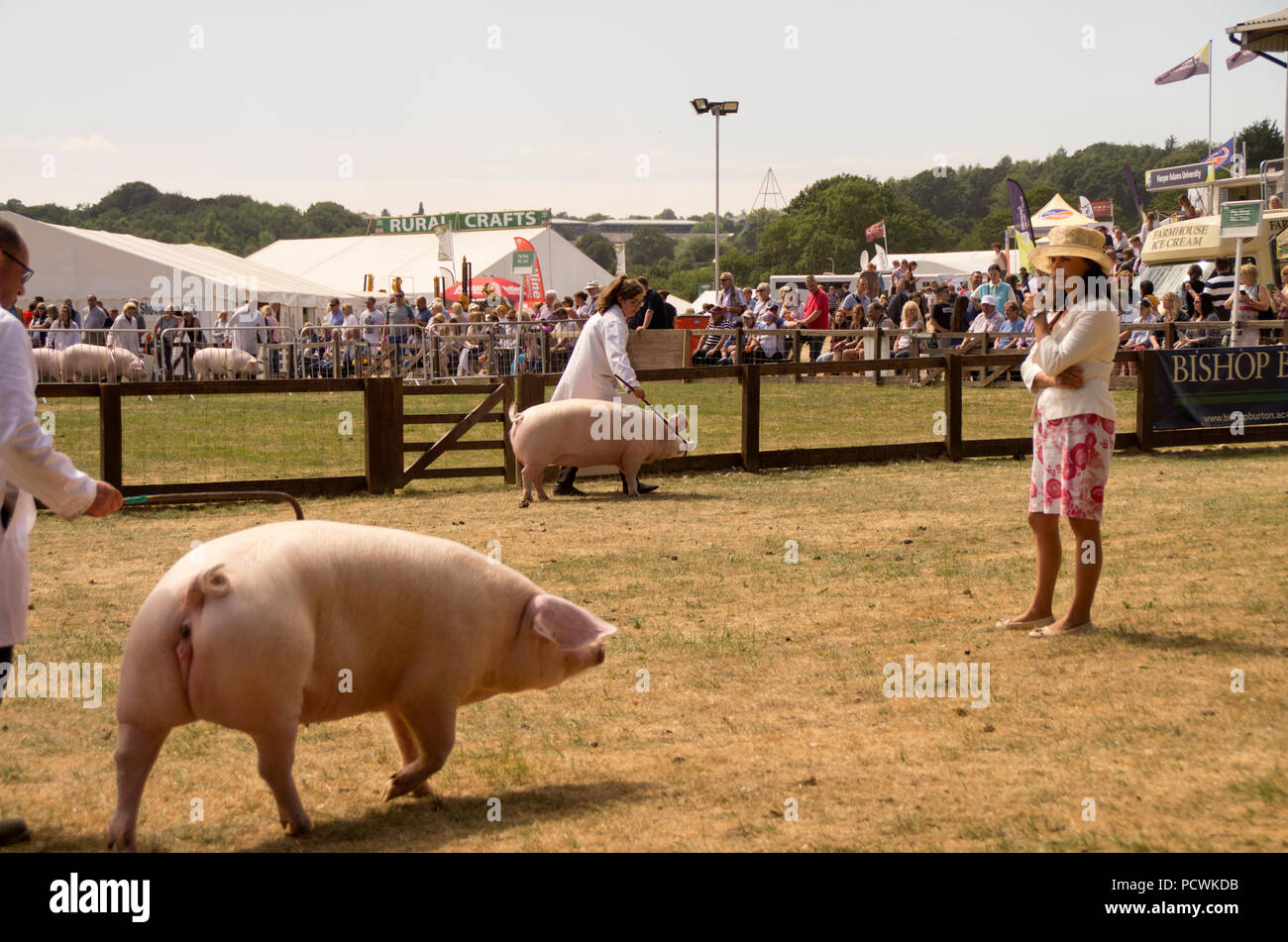 Les porcs en juger au Great Yorkshire Show Banque D'Images