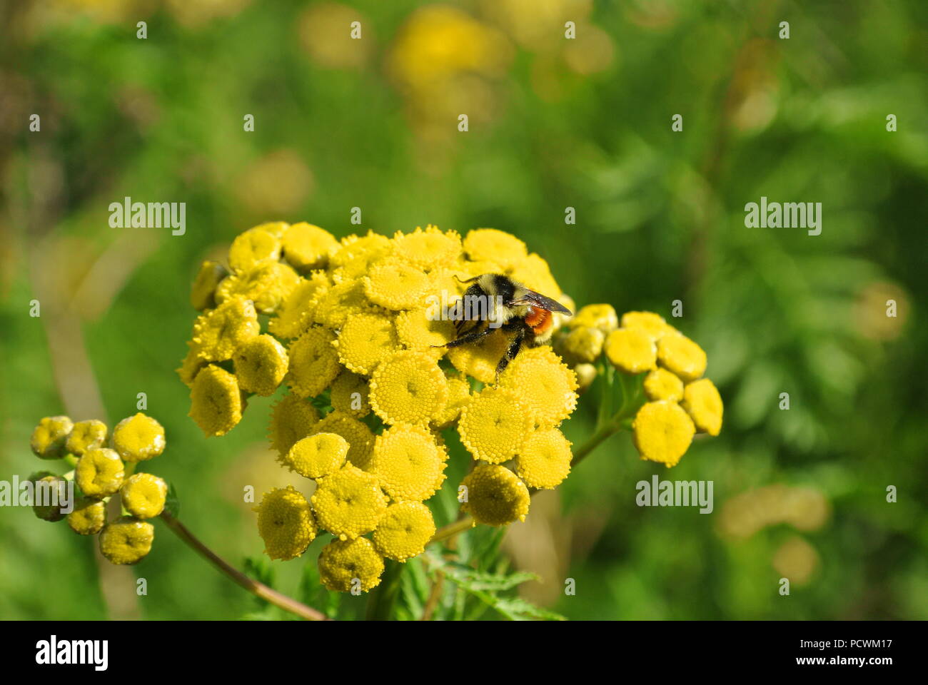 Un gros plan d'un Bombus ternarius (l'orange-belted bumblebee) sur une fleur jaune (common tansy, Tanacetum vulgare) au milieu sur fond vert Banque D'Images