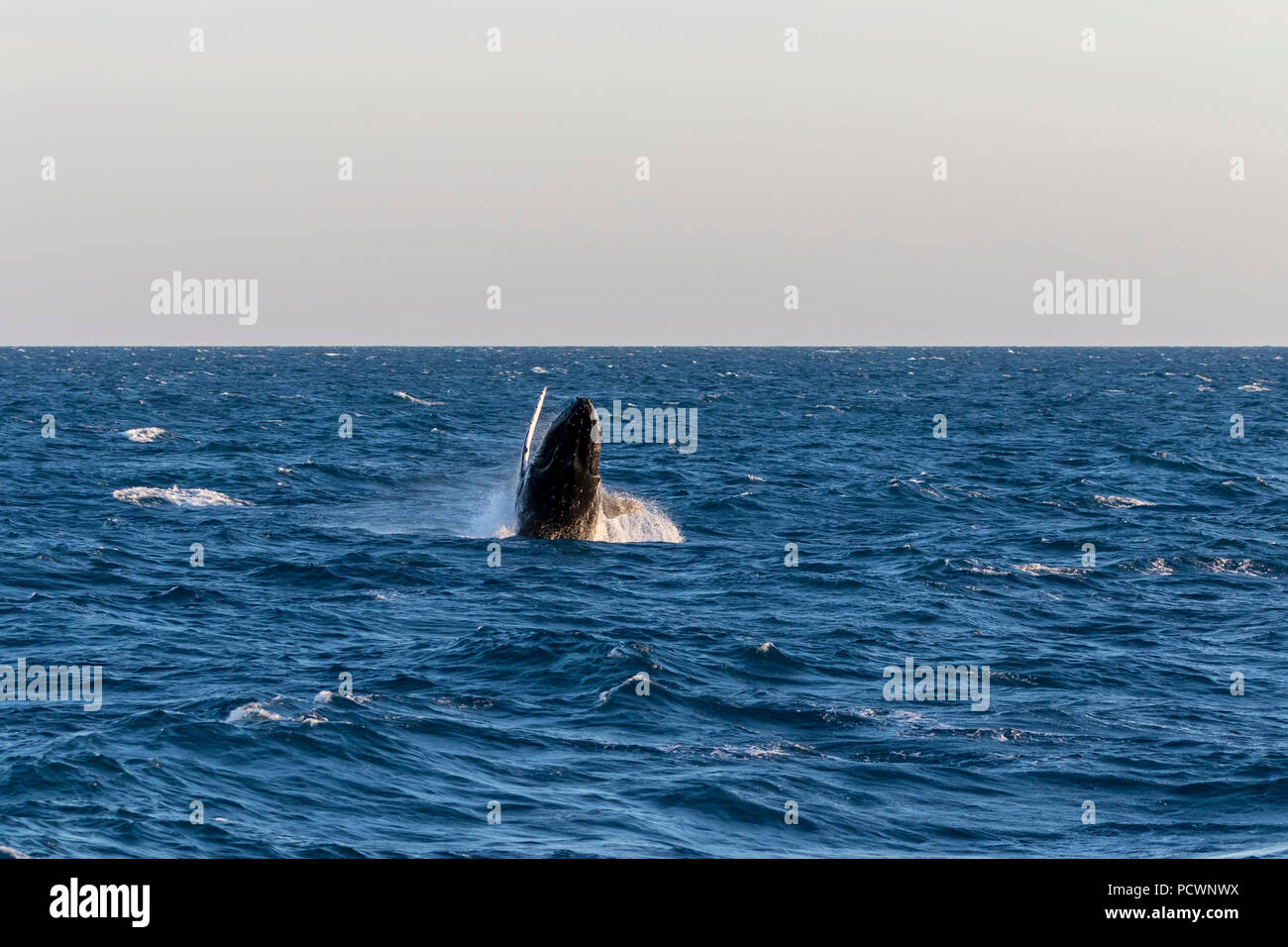 Humpback Whale breaching sur son itinéraire de migration du sud dans la mer de Timor, au large de l'ouest de l'Australie Banque D'Images