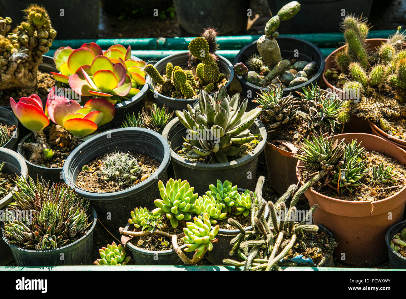 Fleurs de cactus dans une poterie à Ella. Le Sri lanka. Banque D'Images