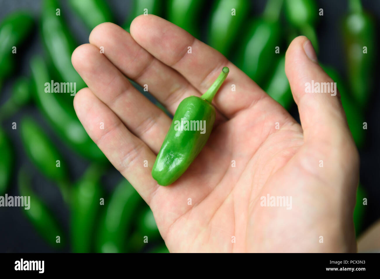 Piment Jalapeno vert dans la main libre Banque D'Images