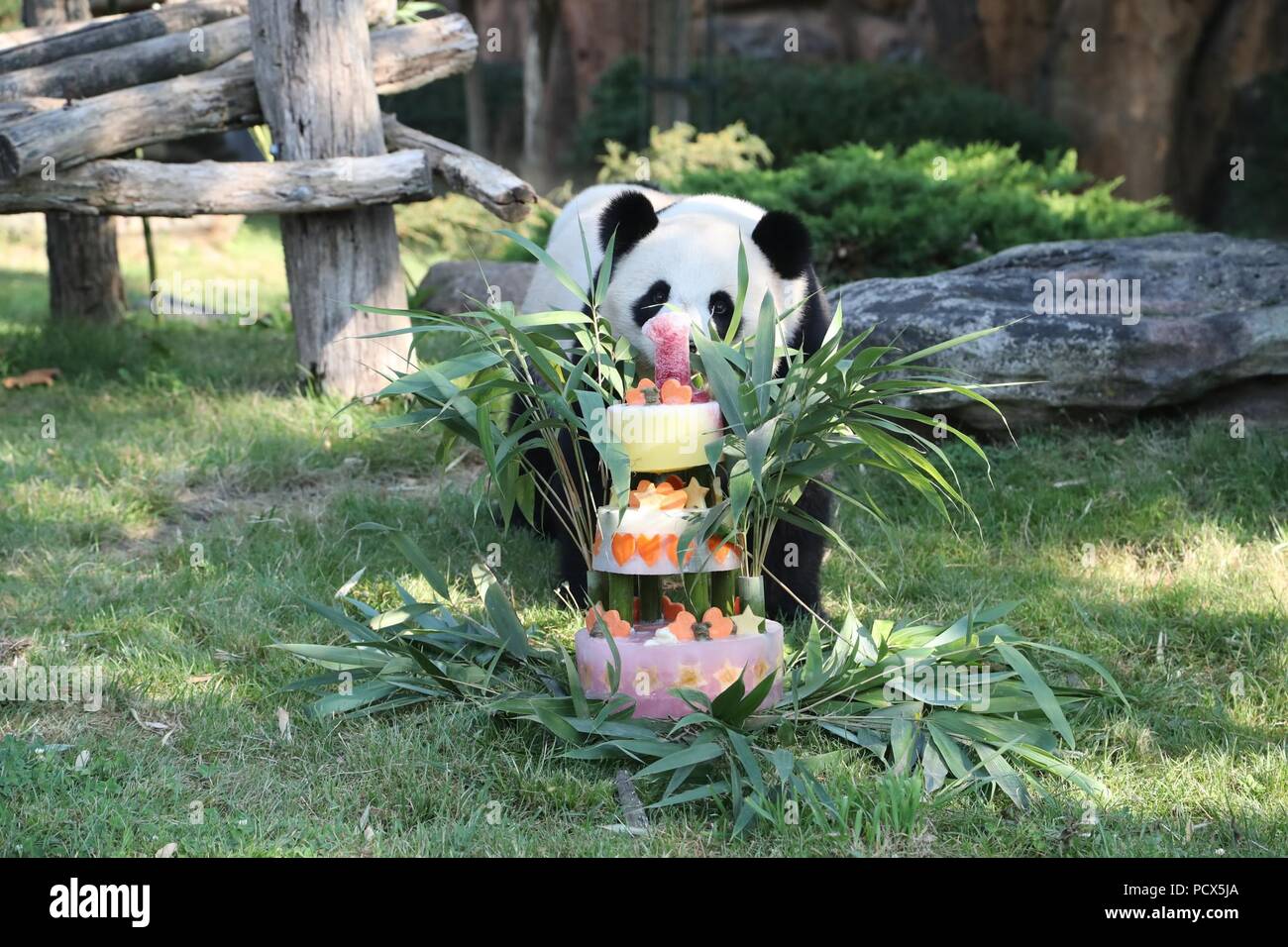 Saint Aignan. 4 Août, 2018. Le bébé panda géant 'Yuan Meng' aborde son gâteau d'anniversaire au cours de sa célébration anniversaire cérémonie au zoologique ZooParc de Beauval à Saint-Aignan, France le 4 août 2018. Credit : zoologique ZooParc de Beauval) (lrz/Xinhua/Alamy Live News Banque D'Images
