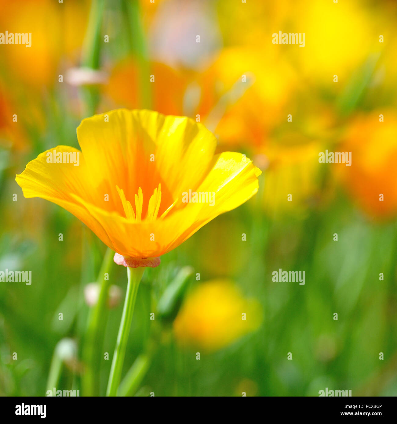 Bedfordshire, Royaume-Uni, 4 août 2018 UK Weather. Fleurs continuent de fleurir comme la canicule continue au Wrest Park, Silsoe, Bedfordshire, Royaume-Uni Banque D'Images