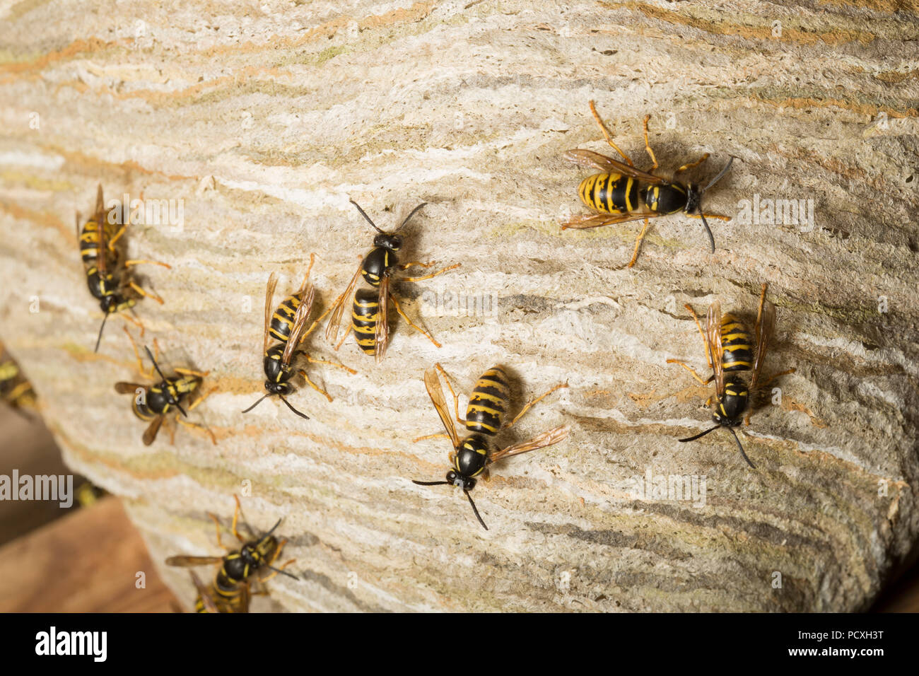 Les guêpes photographié à l'extérieur de nuit leur nid construit dans le toit d'un ancien atelier de rempotage en bois. La recherche indique qu'il s'agit de Dolichovespula Banque D'Images