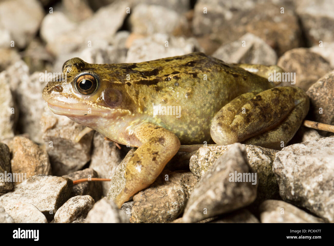 Une grenouille rousse, Rana temporaria, photographié dans un jardin de nuit sur une route de gravier pendant l'UK 2018 temps chaud. North West Lancashire England U Banque D'Images