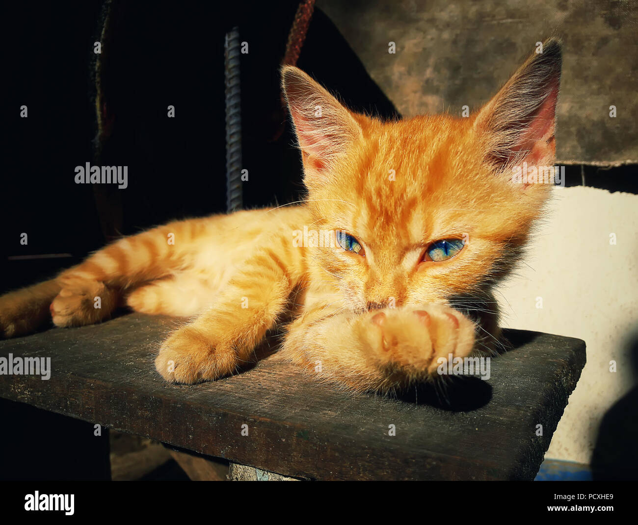 Chaton orange réfléchis posing. La malice et de l'adorable cat portant sur un pays vintage. Adorable la paresse. Banque D'Images