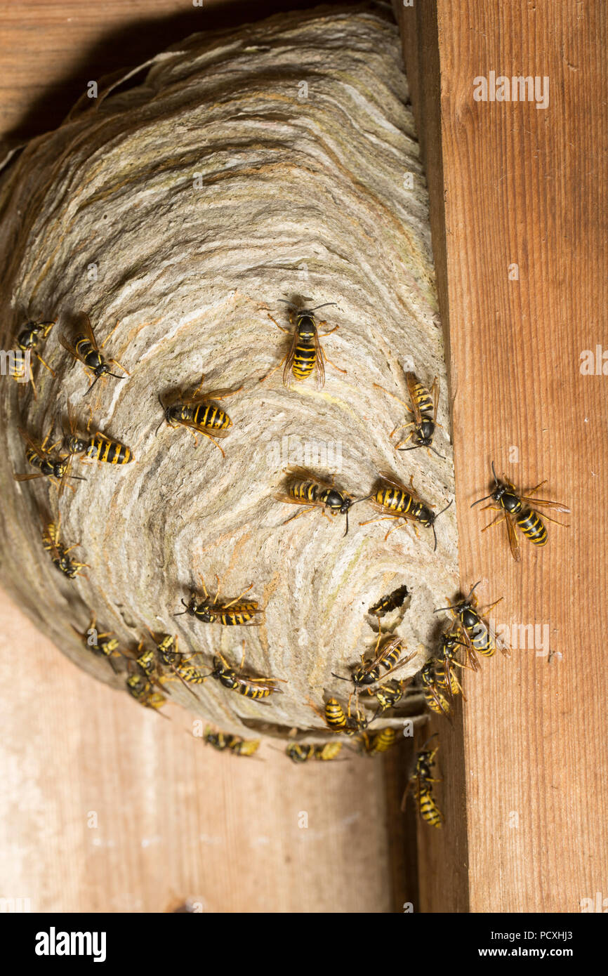 Les guêpes photographié à l'extérieur de nuit leur nid construit dans le toit d'un ancien atelier de rempotage en bois. La recherche indique qu'il s'agit de Dolichovespula Banque D'Images