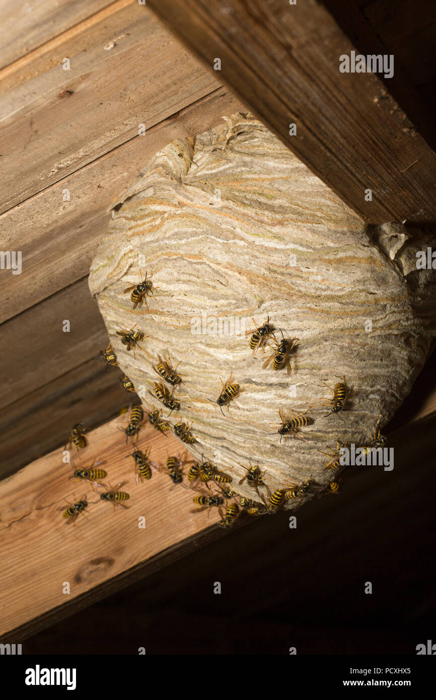 Les guêpes photographié à l'extérieur de nuit leur nid construit dans le toit d'un ancien atelier de rempotage en bois. La recherche indique qu'il s'agit de Dolichovespula Banque D'Images