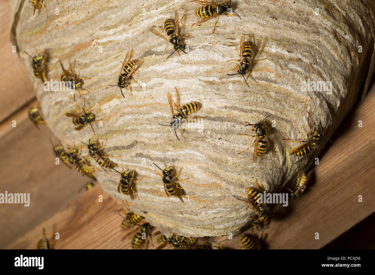 Les guêpes photographié à l'extérieur de nuit leur nid construit dans le toit d'un ancien atelier de rempotage en bois. La recherche indique qu'il s'agit de Dolichovespula Banque D'Images