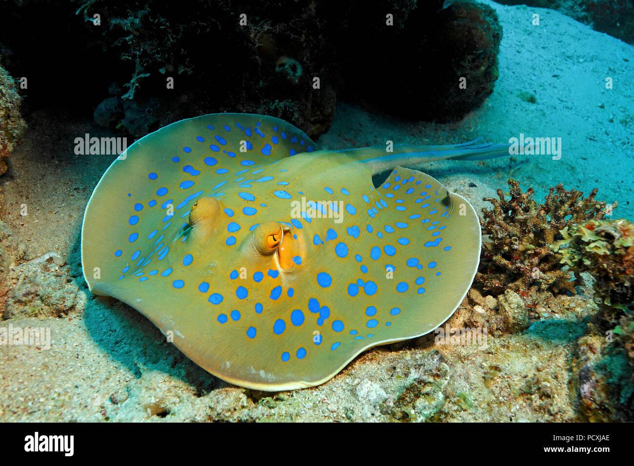 Blue spotted Stingray ou Bluespotted (Taeniura lymma ribbontail ray), Hurghada, Egypte Banque D'Images