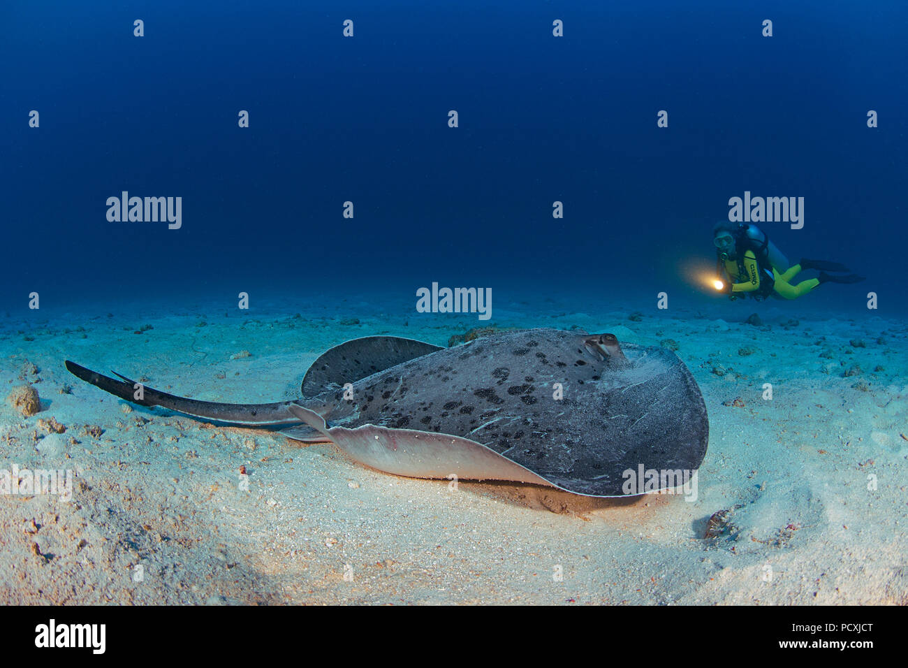 Scuba Diver et rond ribbontail ray ou marbré stingray (Taeniura meyeni), l'île Cocos, Costa Rica Banque D'Images