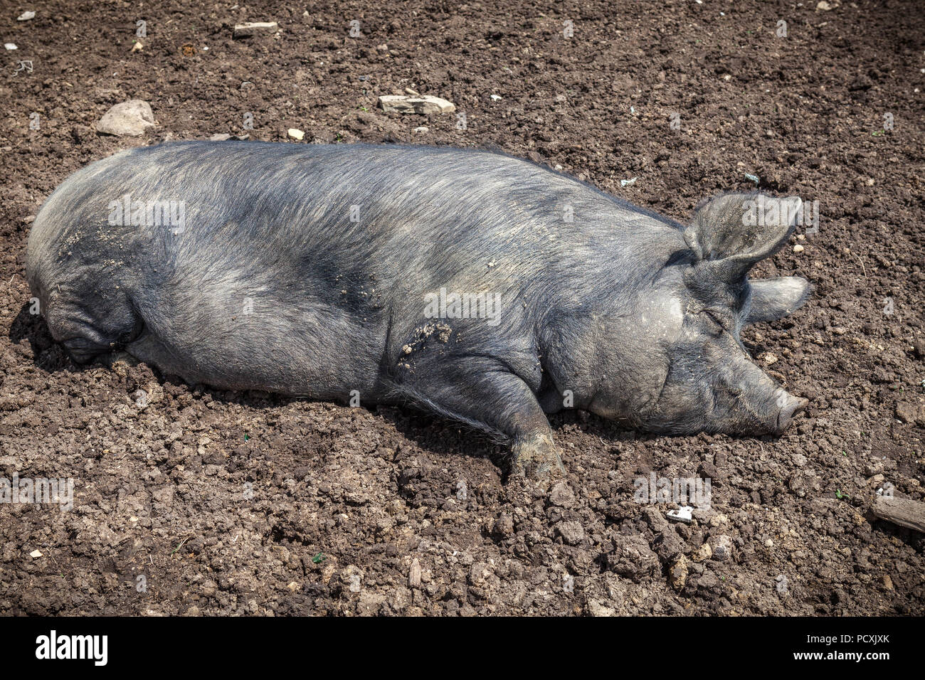 Cochon noir en demi-liberté, couché au soleil dans la campagne. Lac Campotosto, Parc national de Gran Sasso et Monti della Laga, Abruzzes, Italie Banque D'Images