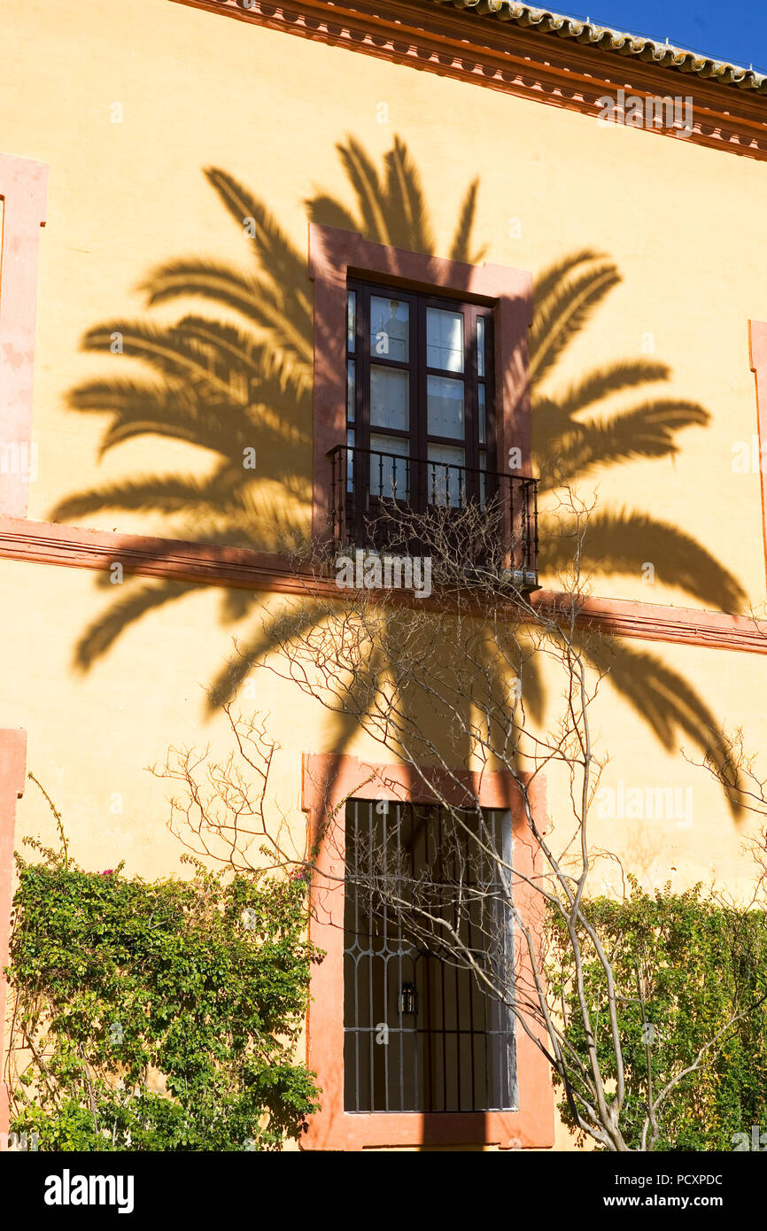 Ombre d'un palmier, Patio del Curcero, aka Patio de Doña Maria de Padilla, dans le quartier gothique, palais Alcázar de Séville, Andalousie, Espagne Banque D'Images