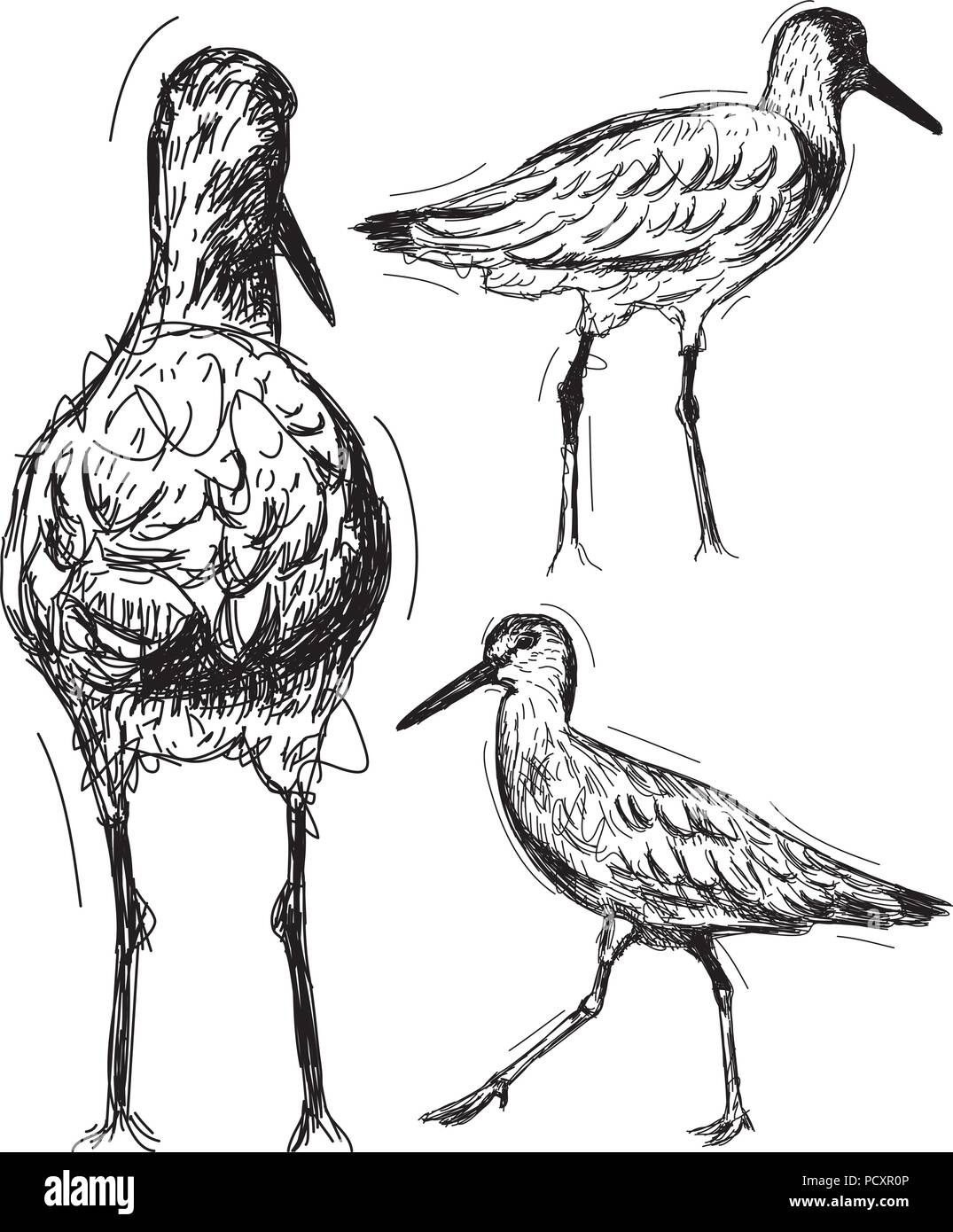 Sketchy, Willet croquis dessinés à la main, les oiseaux d'eau. Illustration de Vecteur