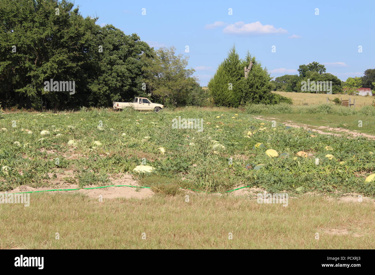 Soif Melon Patch dans l'Est du Texas au cours de la fin de l'été Banque D'Images