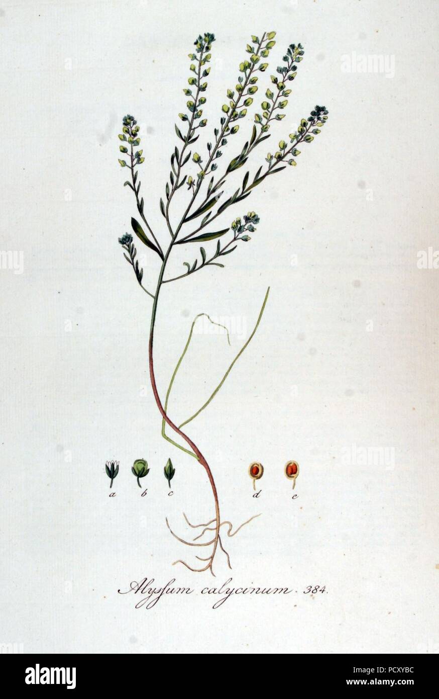 Alyssum calycinum - Flore Batava - volume v5. Banque D'Images