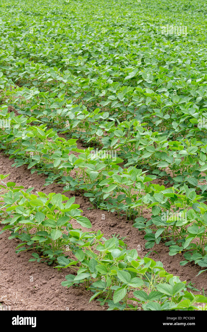 Détail d'un domaine de la mi-croissance ou de soja - Soja Glycine max - plantés en rangées. Banque D'Images