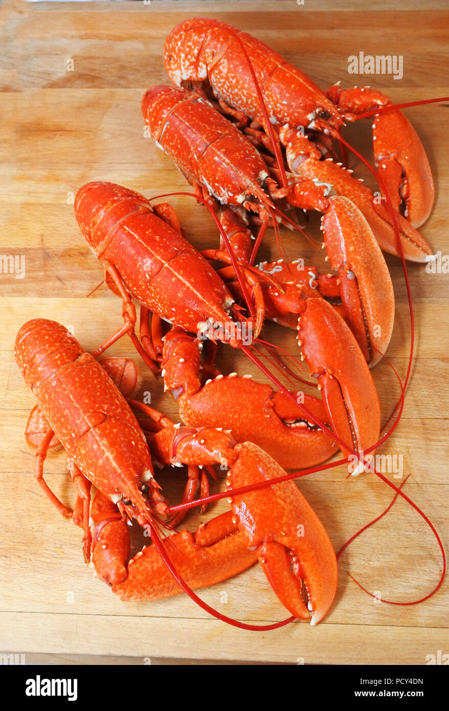 Ensemble, quatre homards cuits sur une planche à découper en bois - John Gollop Banque D'Images