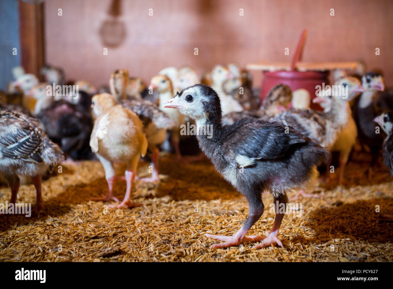 Bébé nouveau-né les dindes sont éclos en grandes couveuses à Savar, Dhaka, Bangladesh. Banque D'Images