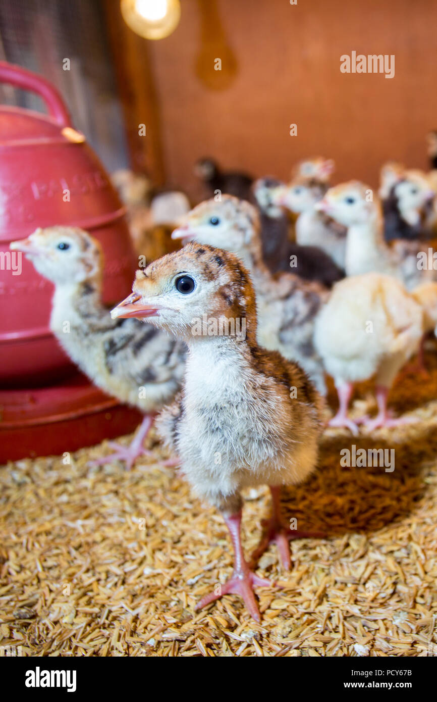 Bébé nouveau-né les dindes sont éclos en grandes couveuses à Savar, Dhaka, Bangladesh. Banque D'Images