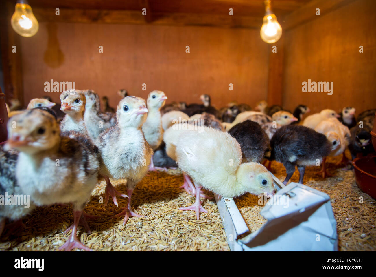 Bébé nouveau-né les dindes sont éclos en grandes couveuses à Savar, Dhaka, Bangladesh. Banque D'Images