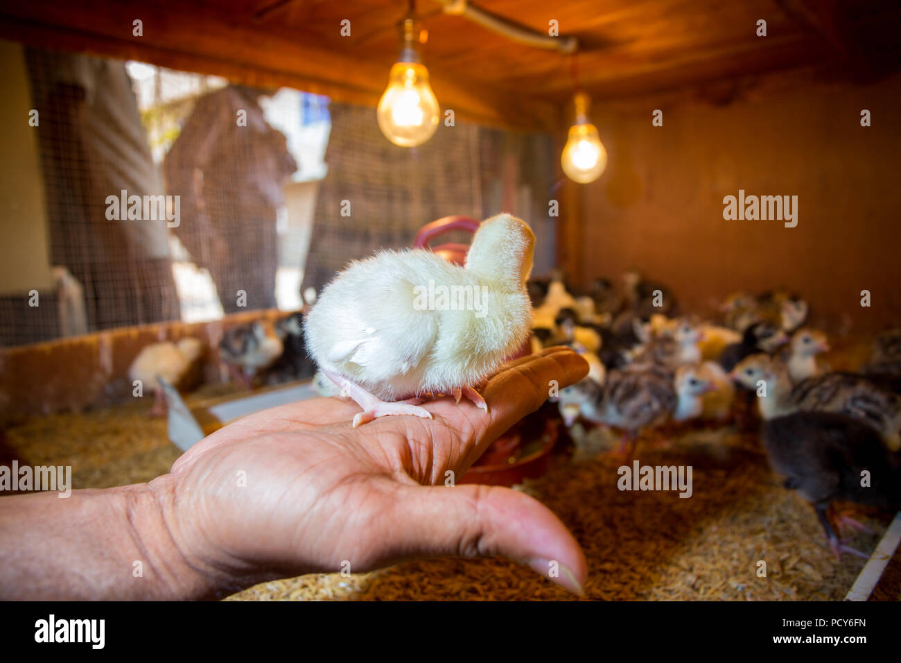 Bébé nouveau-né les dindes sont éclos en grandes couveuses à Savar, Dhaka, Bangladesh. Banque D'Images