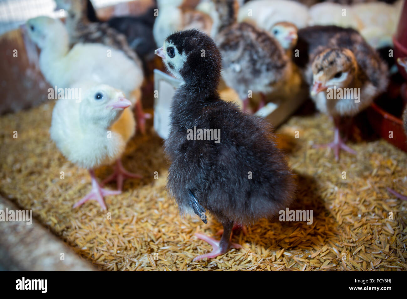 Bébé nouveau-né les dindes sont éclos en grandes couveuses à Savar, Dhaka, Bangladesh. Banque D'Images