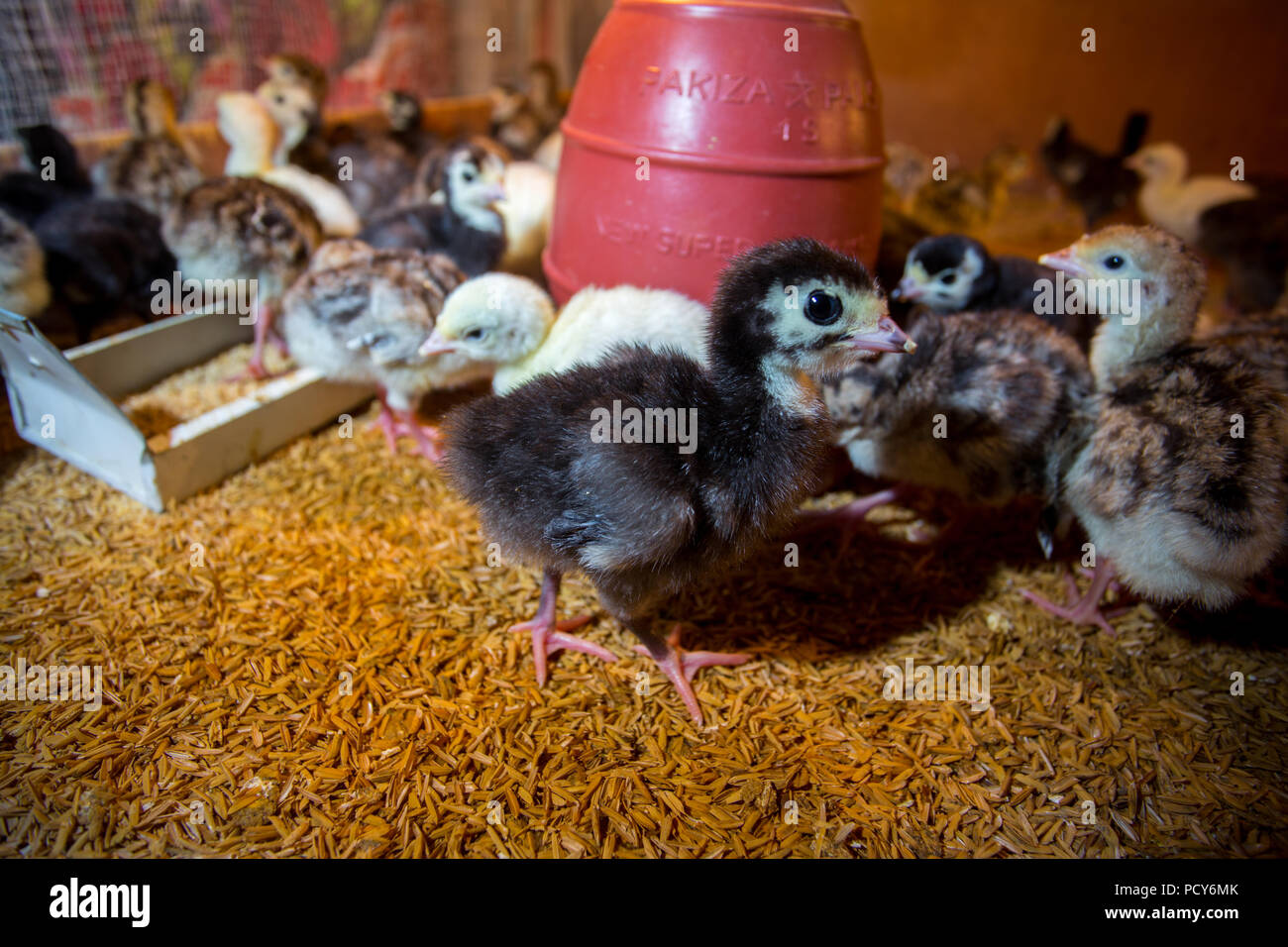 Bébé nouveau-né les dindes sont éclos en grandes couveuses à Savar, Dhaka, Bangladesh. Banque D'Images