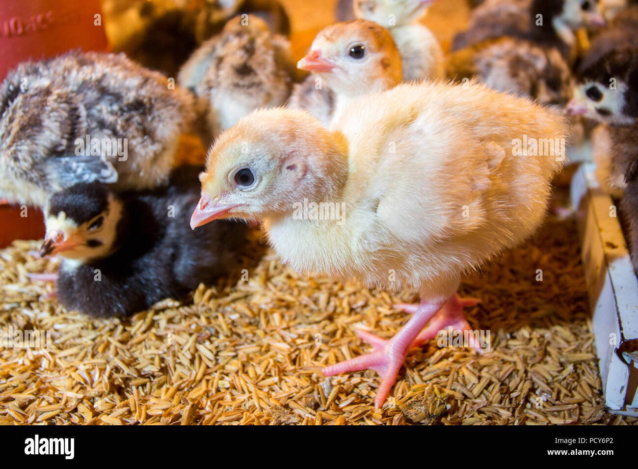 Bébé nouveau-né les dindes sont éclos en grandes couveuses à Savar, Dhaka, Bangladesh. Banque D'Images