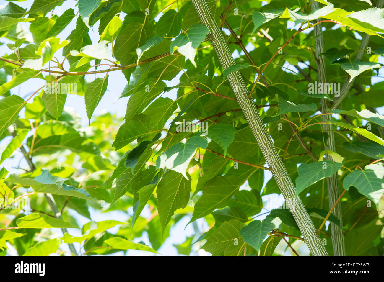 Acer davidii 'Viper'. indavi L'écorce et le feuillage de l'érable Snakebark Banque D'Images