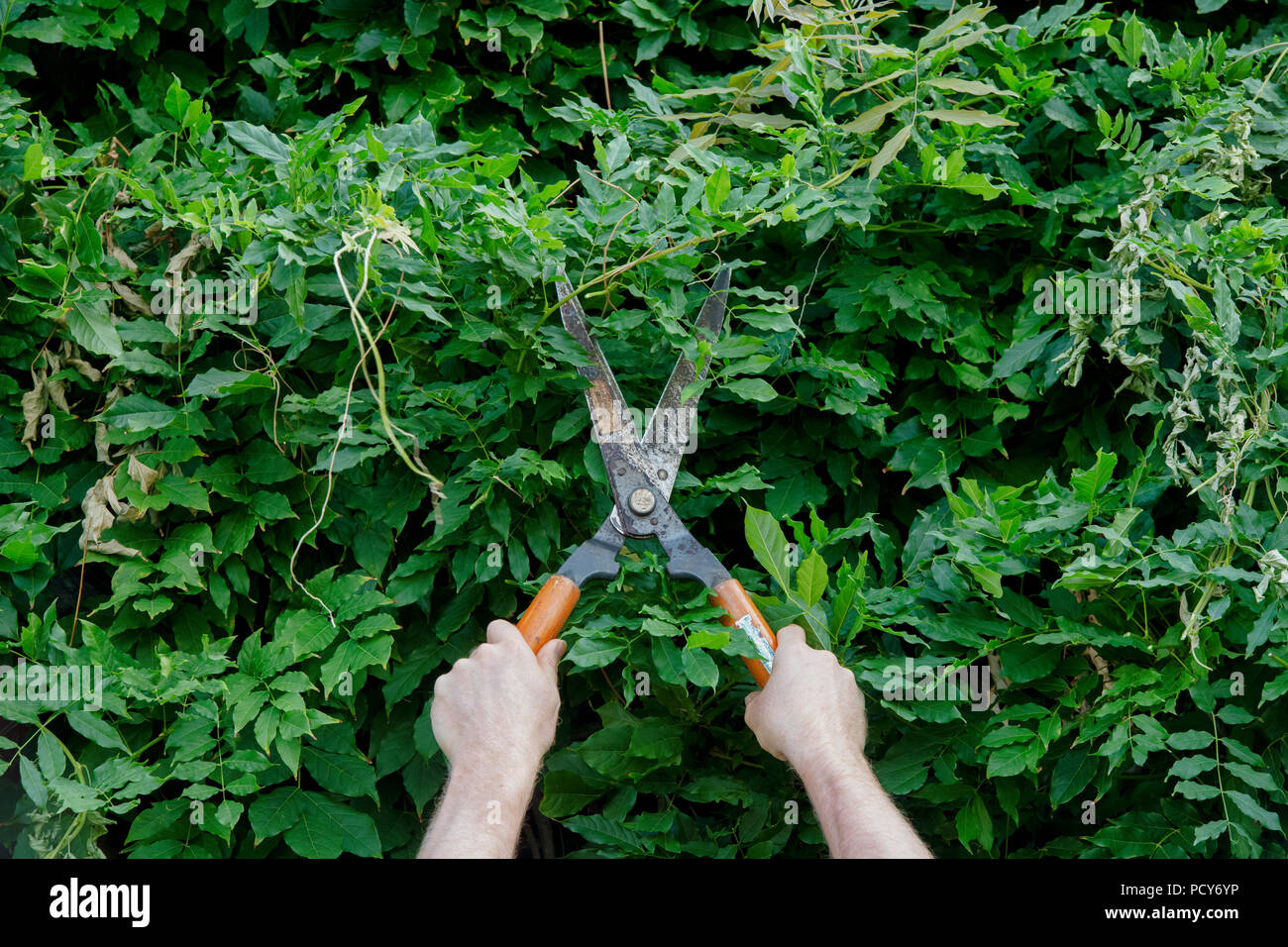 Coupe jardinier feuillage glycine de retour avec cisailles. UK Banque D'Images