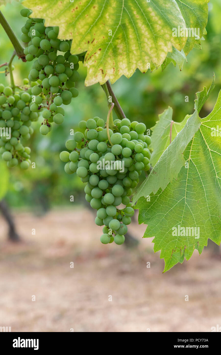 Vitis vinifera. "Phoenix" de raisins mûrissement des fruits sur la vigne en juillet. UK Banque D'Images