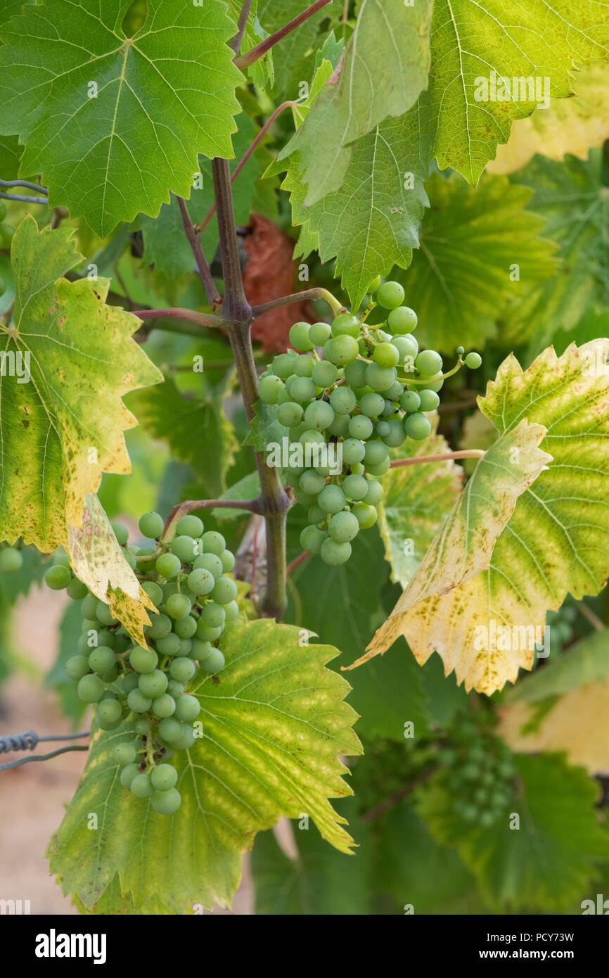 Vitis vinifera. "Phoenix" de raisins mûrissement des fruits sur la vigne en juillet. UK Banque D'Images